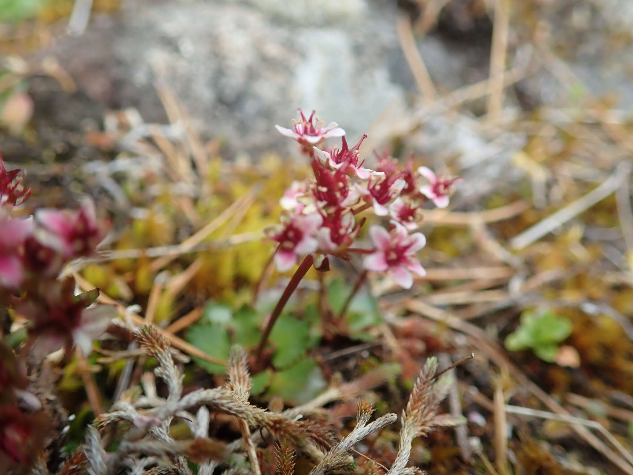 Image of Mountain Pseudosaxifrage