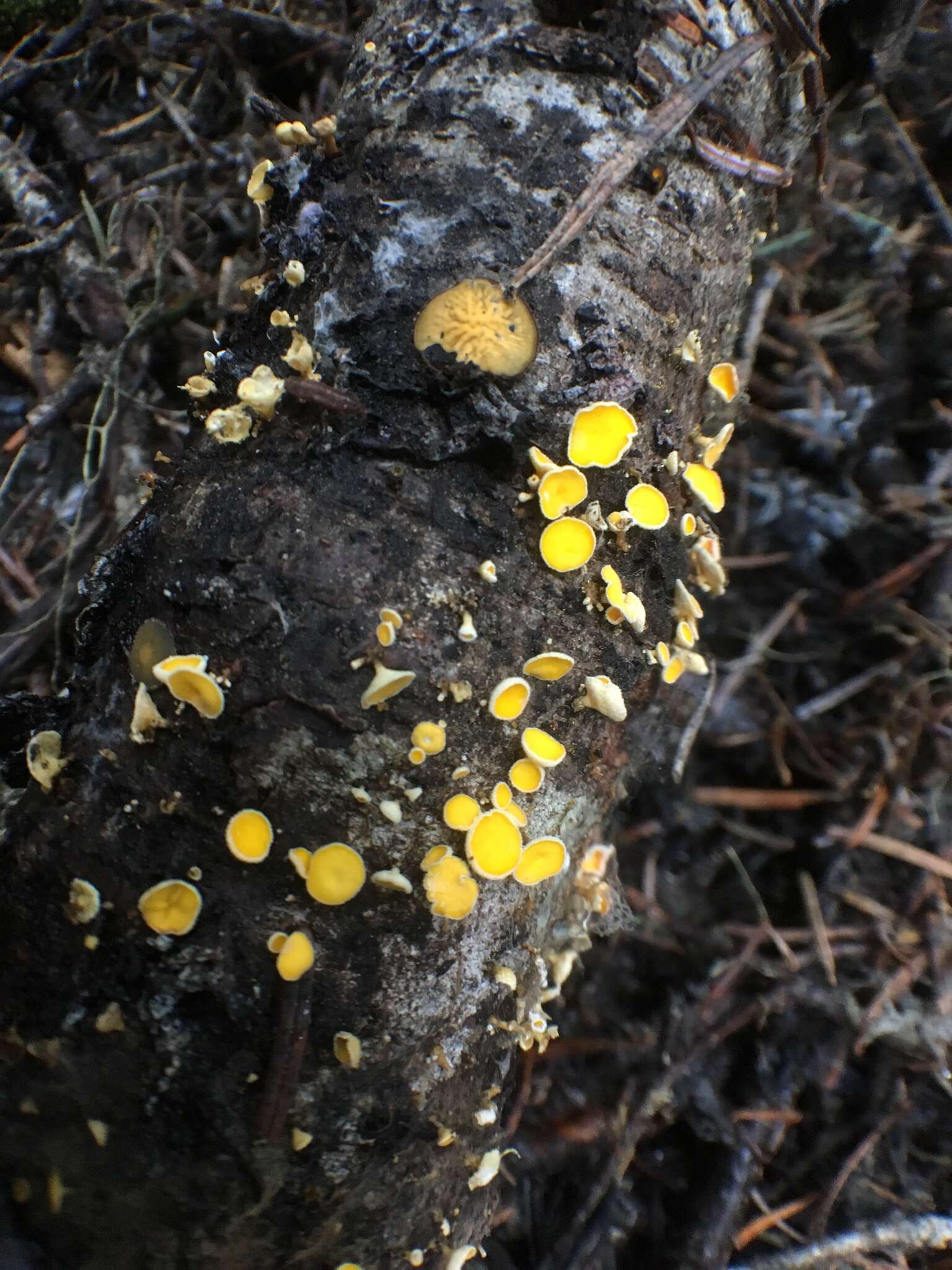 Image of Lachnellula agassizii (Berk. & M. A. Curtis) Dennis 1962