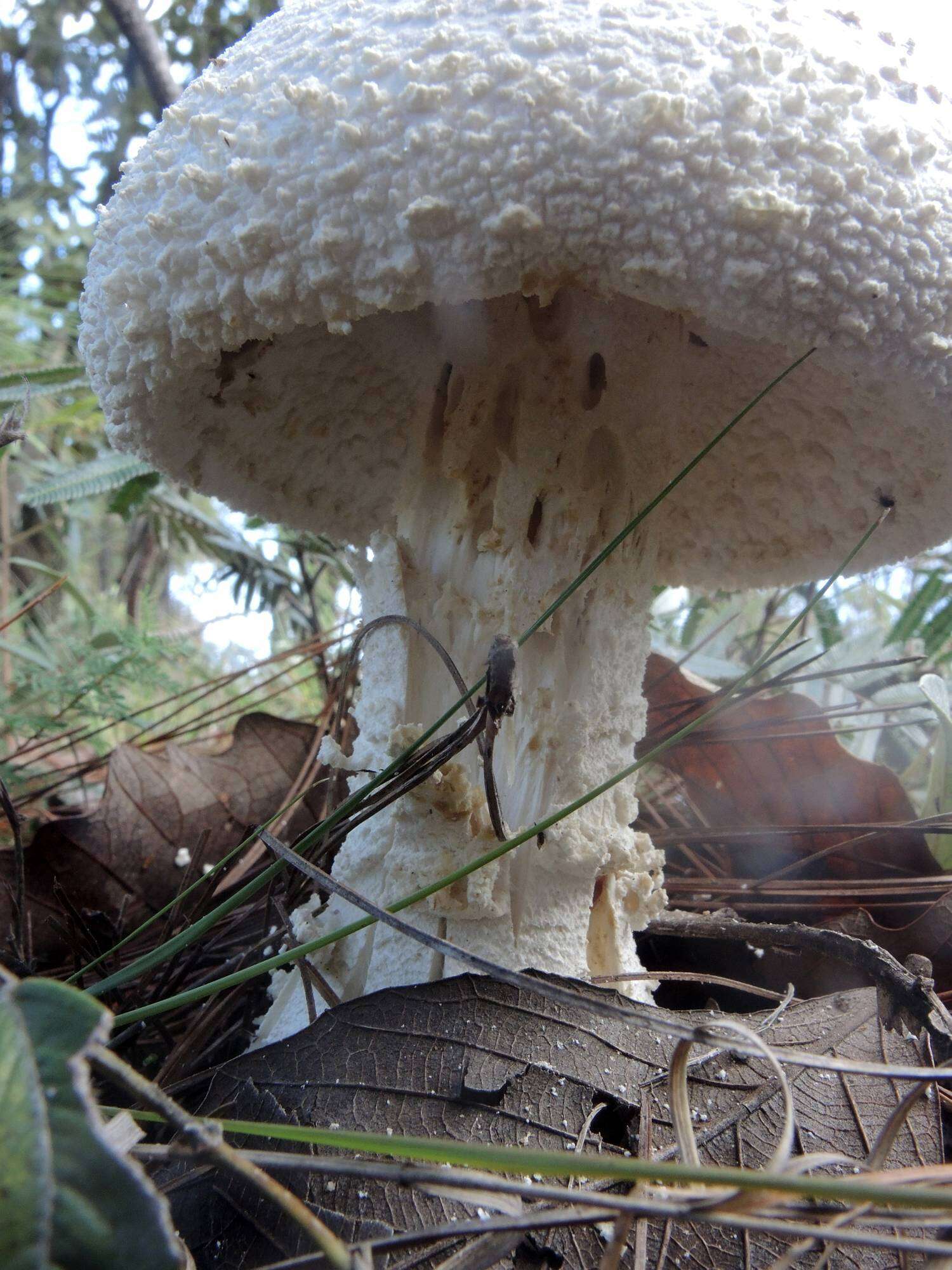 Image of Coker's amanita