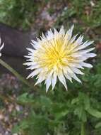 Image de Taraxacum albidum Dahlst.