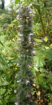 Image of Downy woundwort