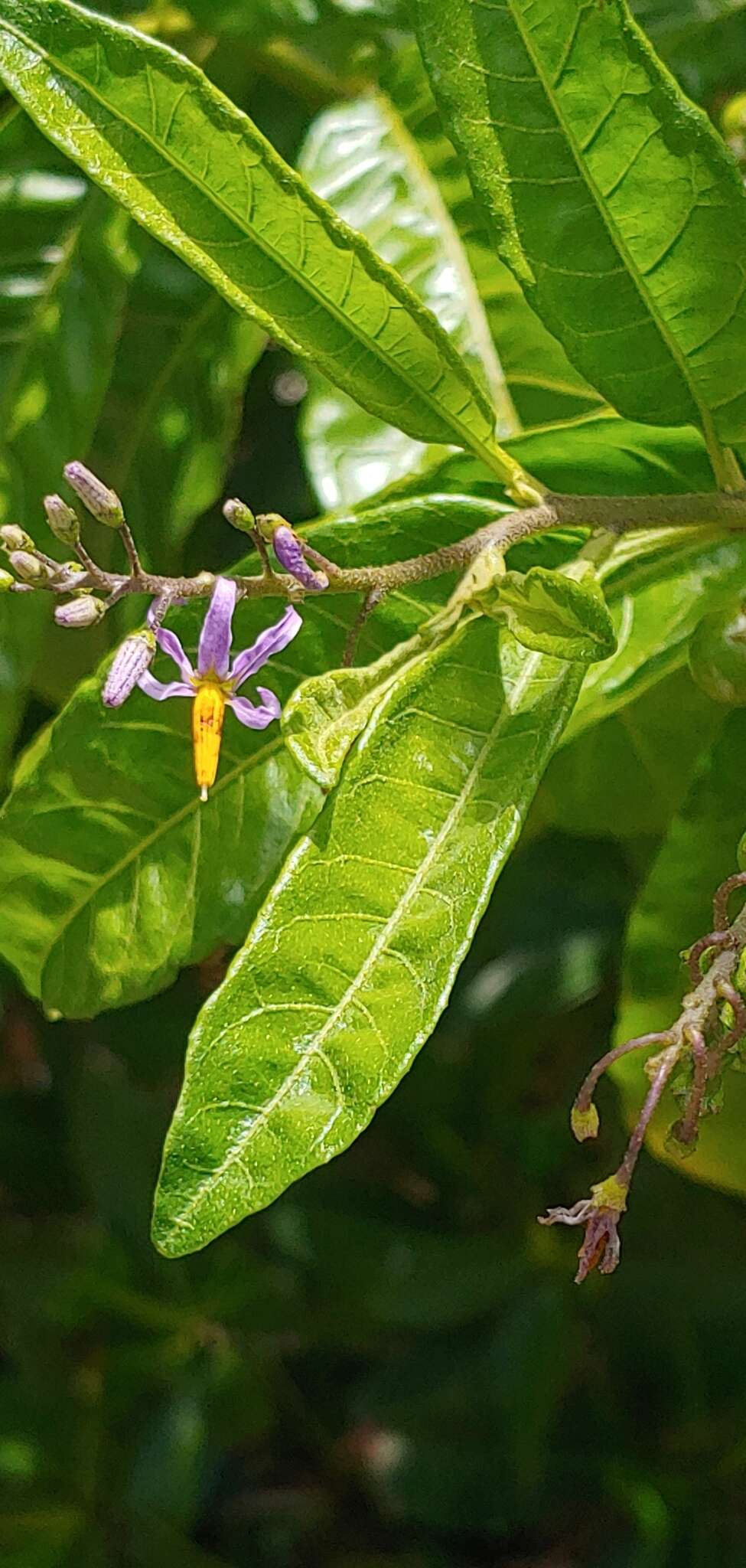 Image of Bahama Nightshade