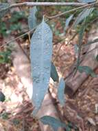 Image of Eucalyptus gall wasp