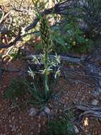 Image of Albuca consanguinea (Kunth) J. C. Manning & Goldblatt