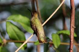 Image of Tumbes Hummingbird