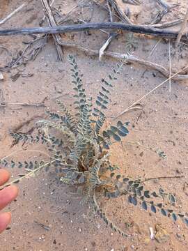 Image of woolly locoweed