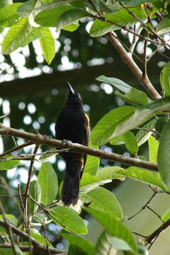 Image of Cuban Oriole