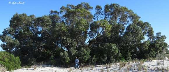 Sivun Eucalyptus gomphocephala A. Cunn. ex DC. kuva