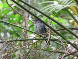 Image of Scaled Antbird