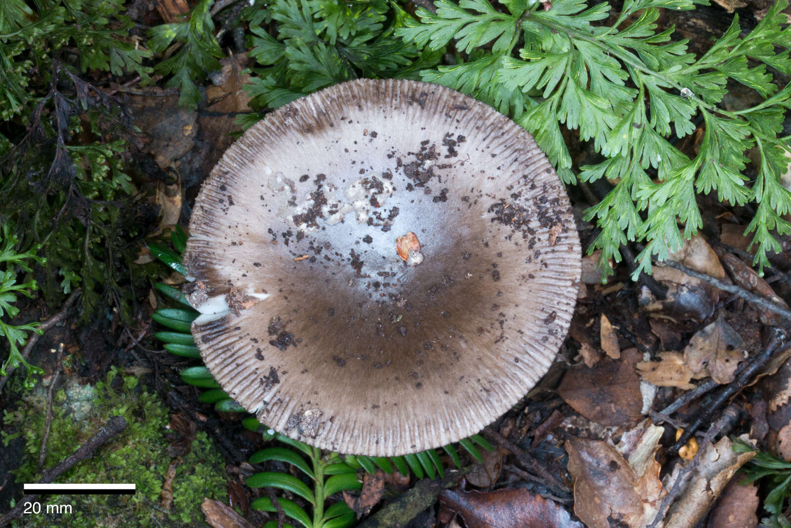 Image of Amanita pekeoides G. S. Ridl. 1991