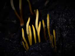 Image of Clavaria tenuipes Berk. & Broome 1848