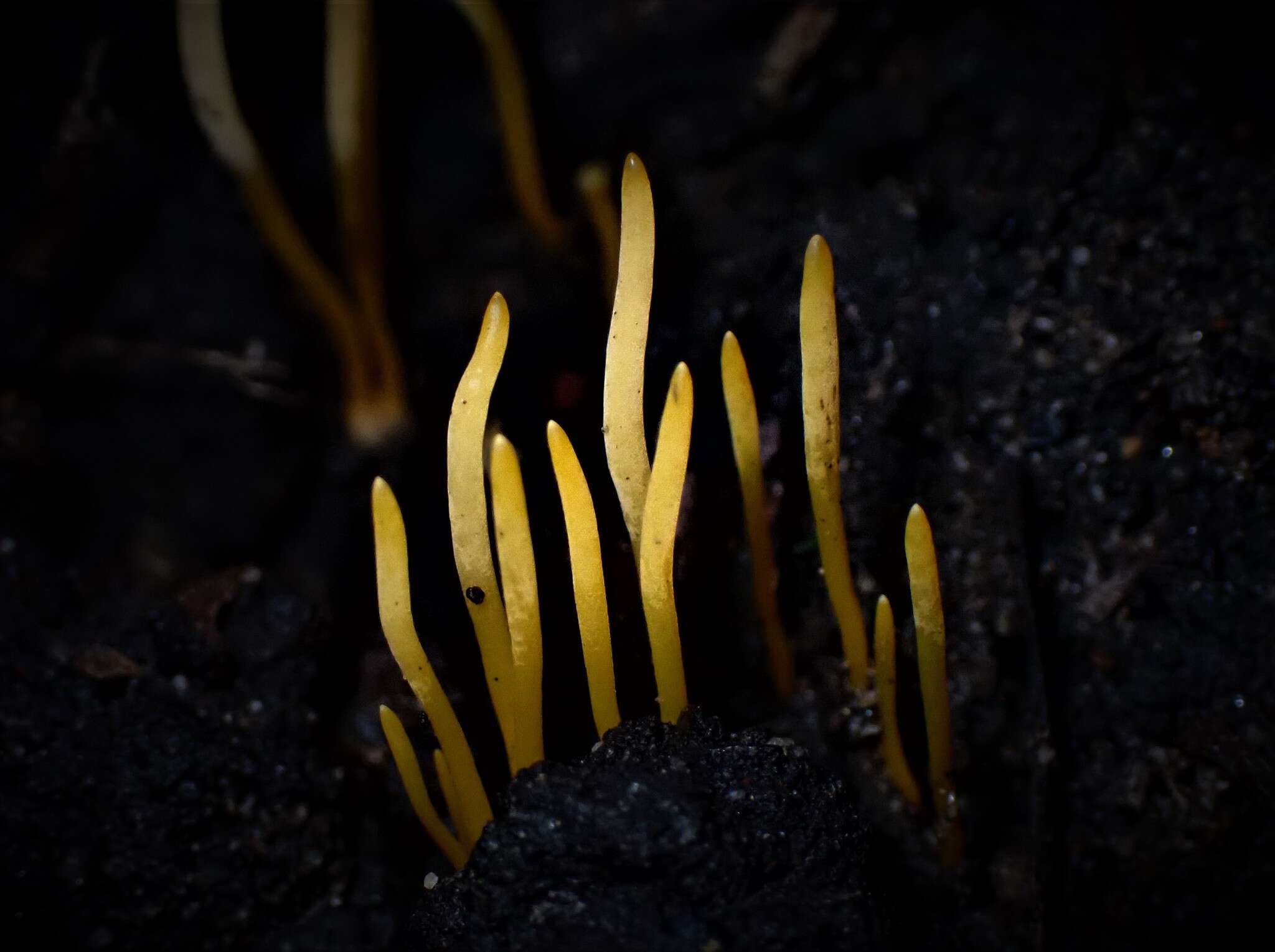 Image of Clavaria tenuipes Berk. & Broome 1848