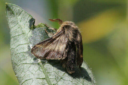 Image of Malacosoma alpicola Staudinger 1870