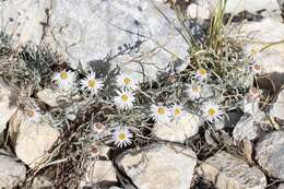 Erigeron parishii A. Gray resmi