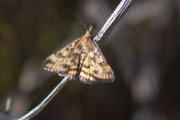 Image of Pyrausta subsequalis Guenée 1854