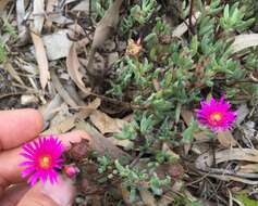 Image of Lampranthus laxifolius (L. Bol.) N. E. Br.