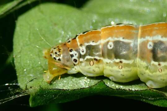 Image of Moth