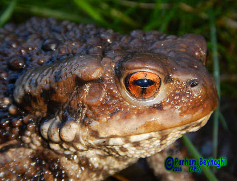 Image of Eichwald's Toad