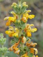 Image of Phlomoides goloskokovii Lazkov