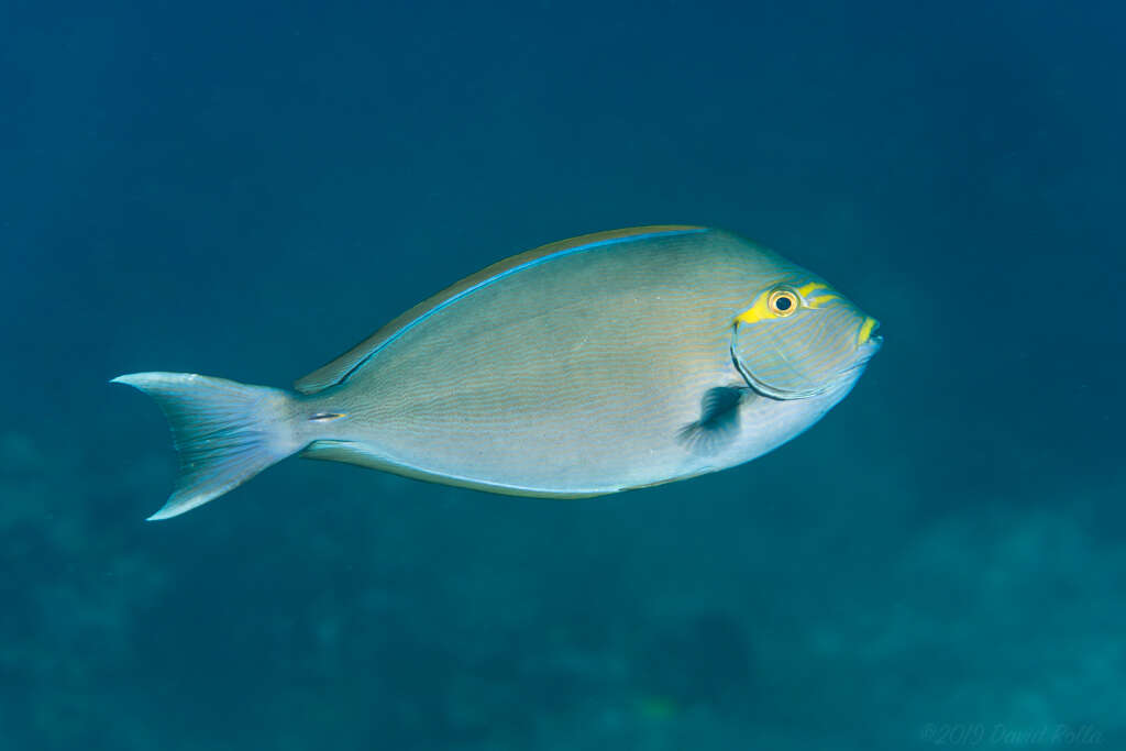 Image of Bleeker's Surgeonfish