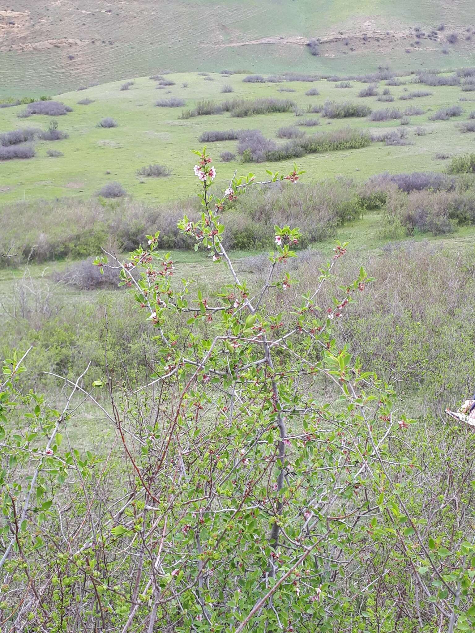 Imagem de Prunus microcarpa C. A. Mey.