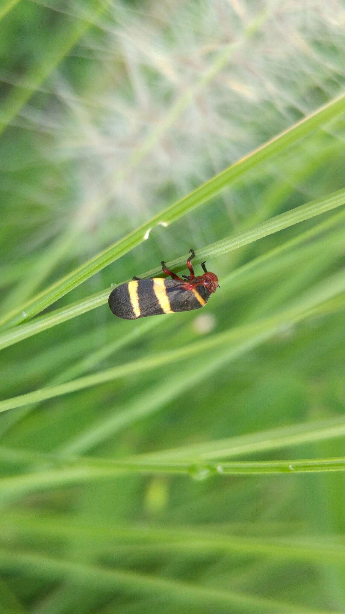 Image of Prosapia simulans (Walker 1858)