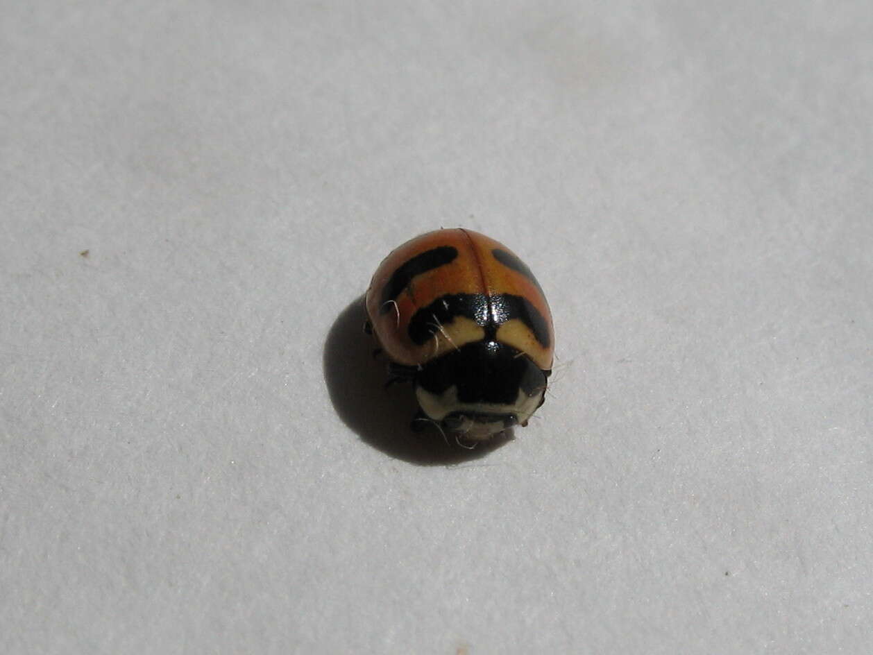 Image of Coccinella trifasciata perplexa Mulsant 1850