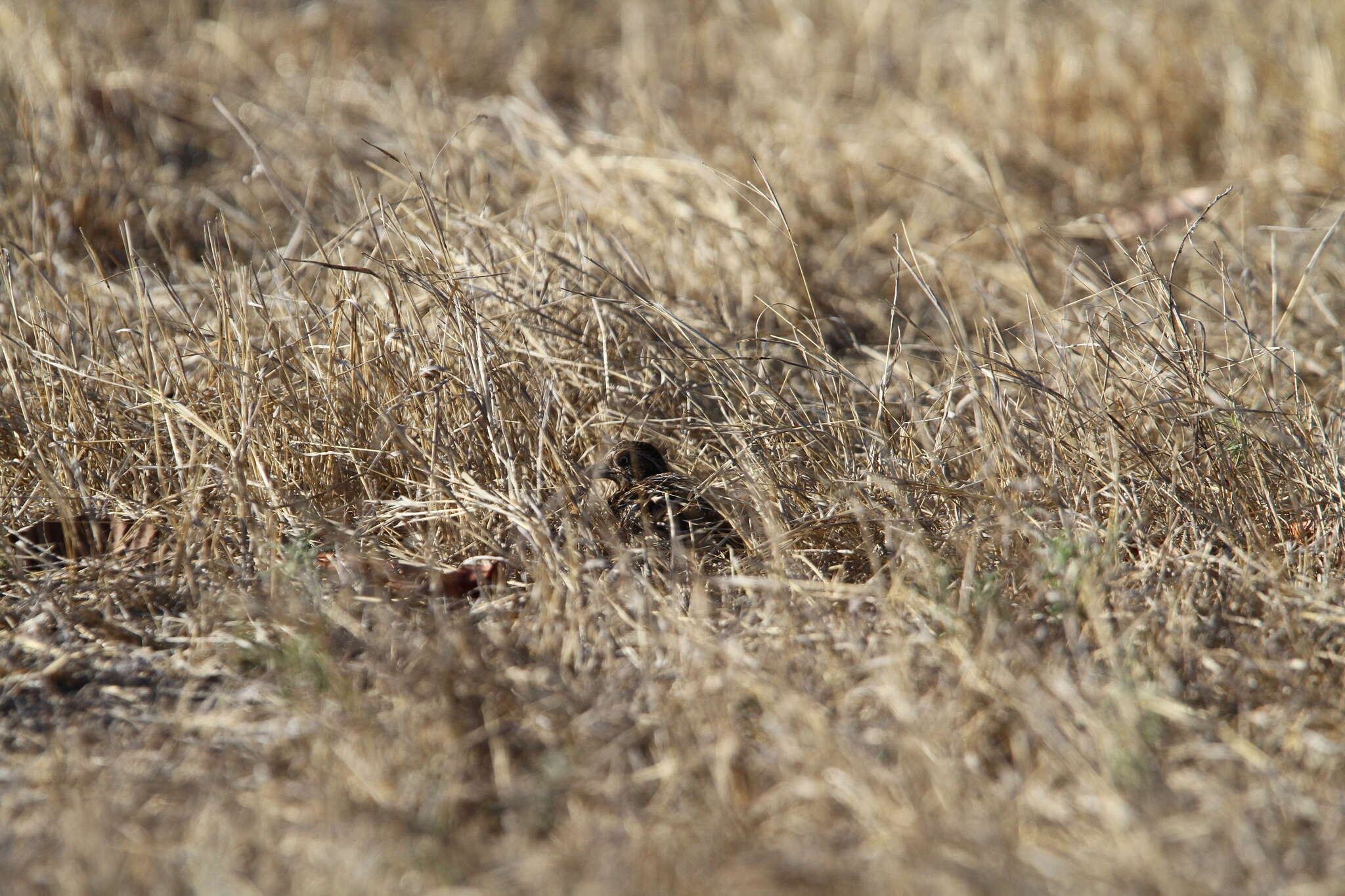 Image of Sumba Buttonquail