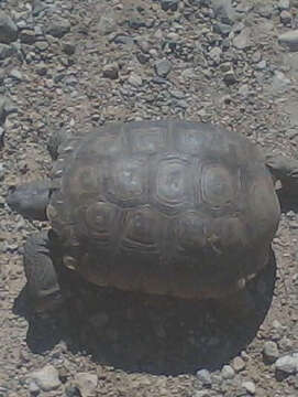 Image of desert tortoise