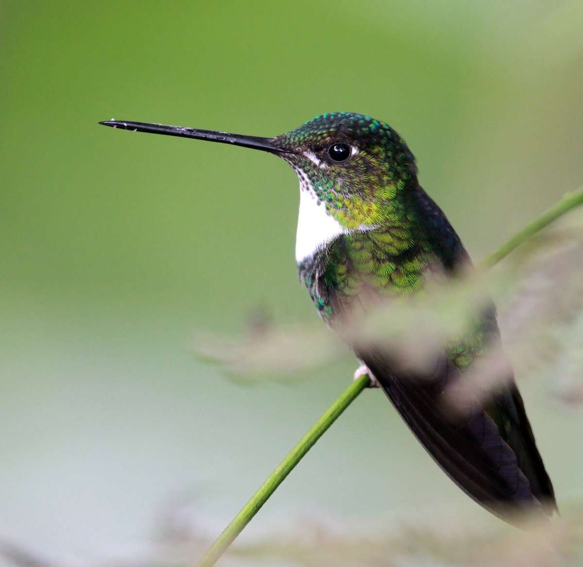 Image of Collared Inca