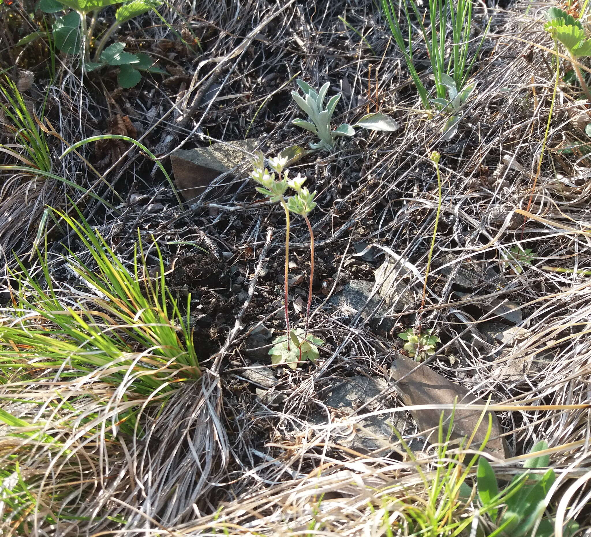 Image of greater rockjasmine