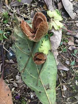 Image of Sloanea dasycarpa (Benth.) Hemsl.