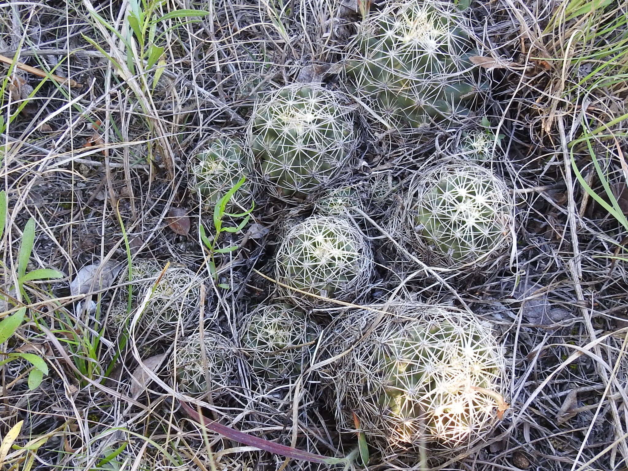 Image of pineapple cactus