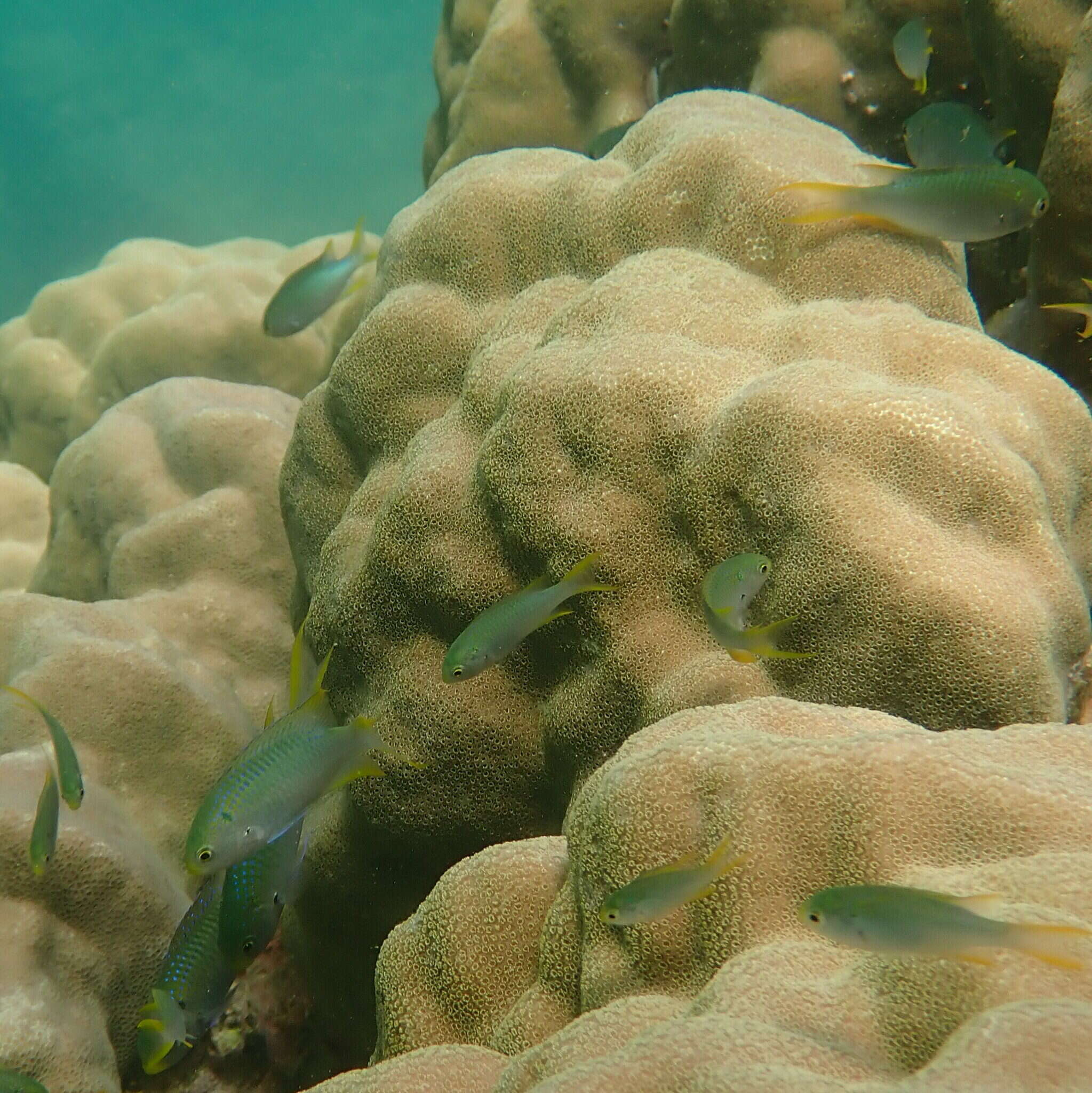 Image of Coral demoiselle