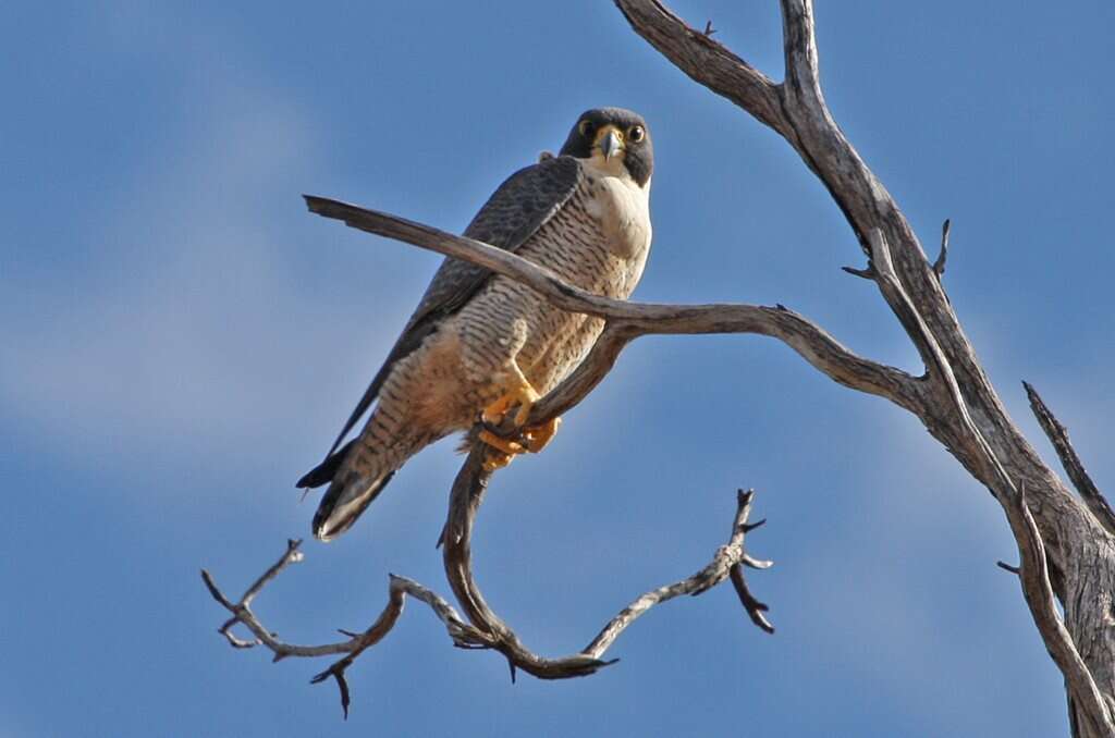 Image of Falco peregrinus macropus Swainson 1838