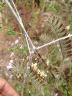 Image of Phacelia hirtuosa A. Gray