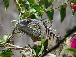 Image of Green iguana