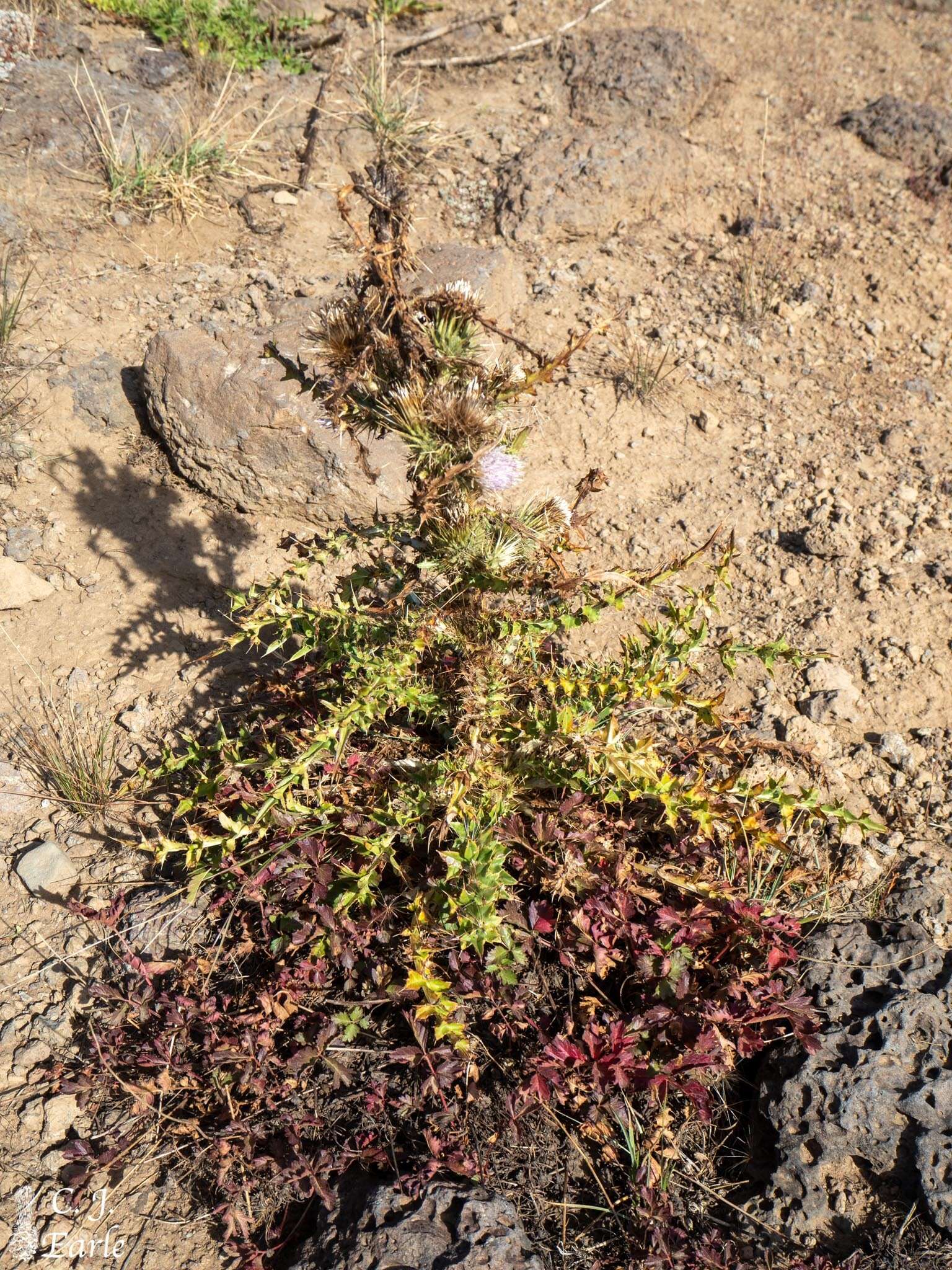 Imagem de Cirsium eatonii var. peckii (L. F. Henderson) D. J. Keil