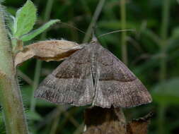 Imagem de Hypena proboscidalis Linnaeus