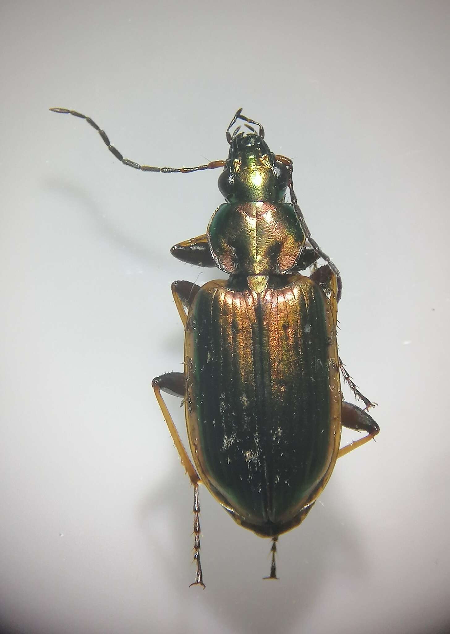 Image of Agonum (Agonum) marginatum (Linnaeus 1758)