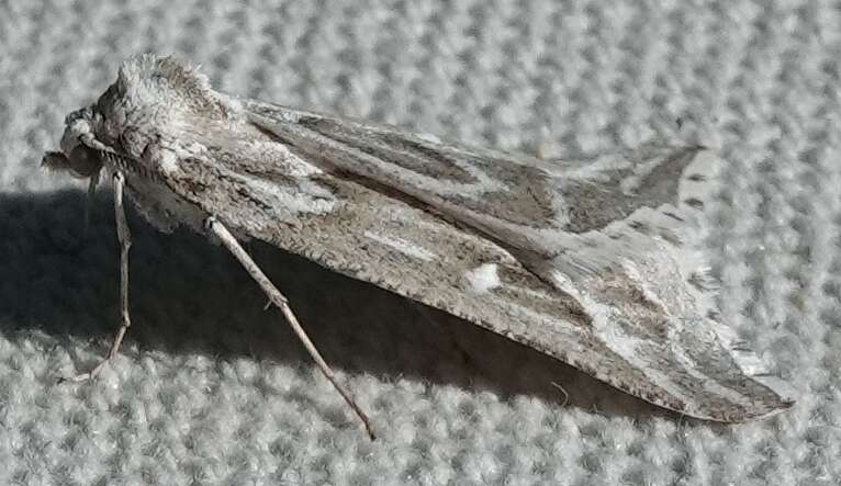 Image of Sagebrush Girdle