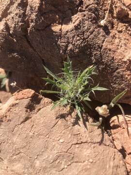 Image of Great Basin langloisia