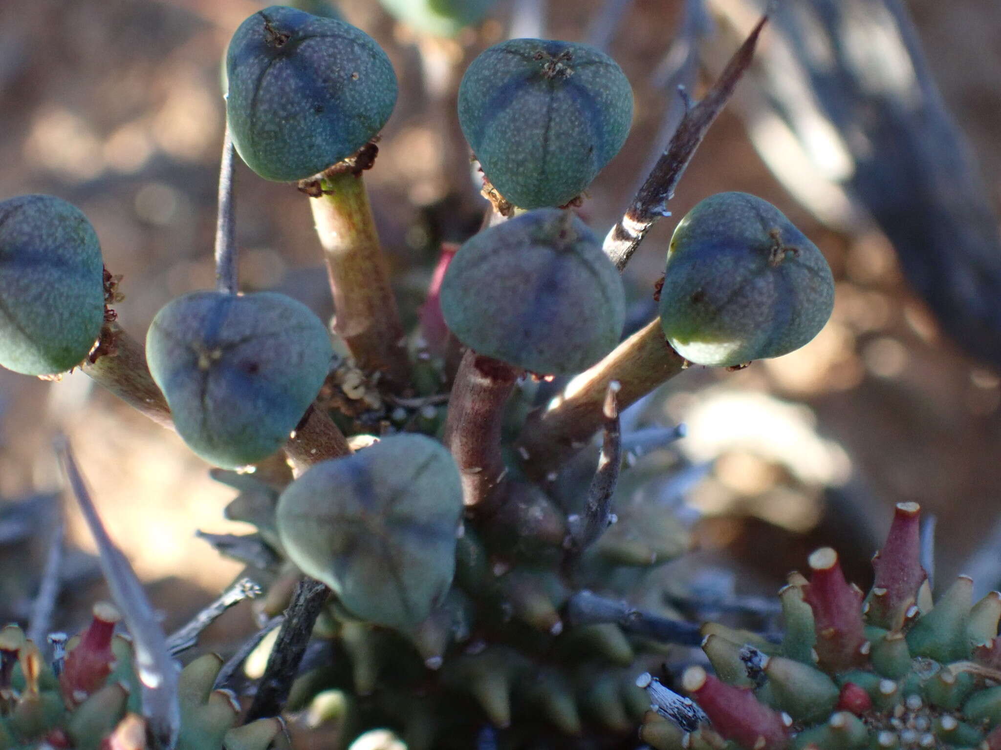 صورة Euphorbia multiceps A. Berger