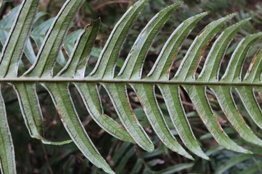 Plancia ëd Pteris terminalis var. fauriei (Christ) Ebihara & Nakato