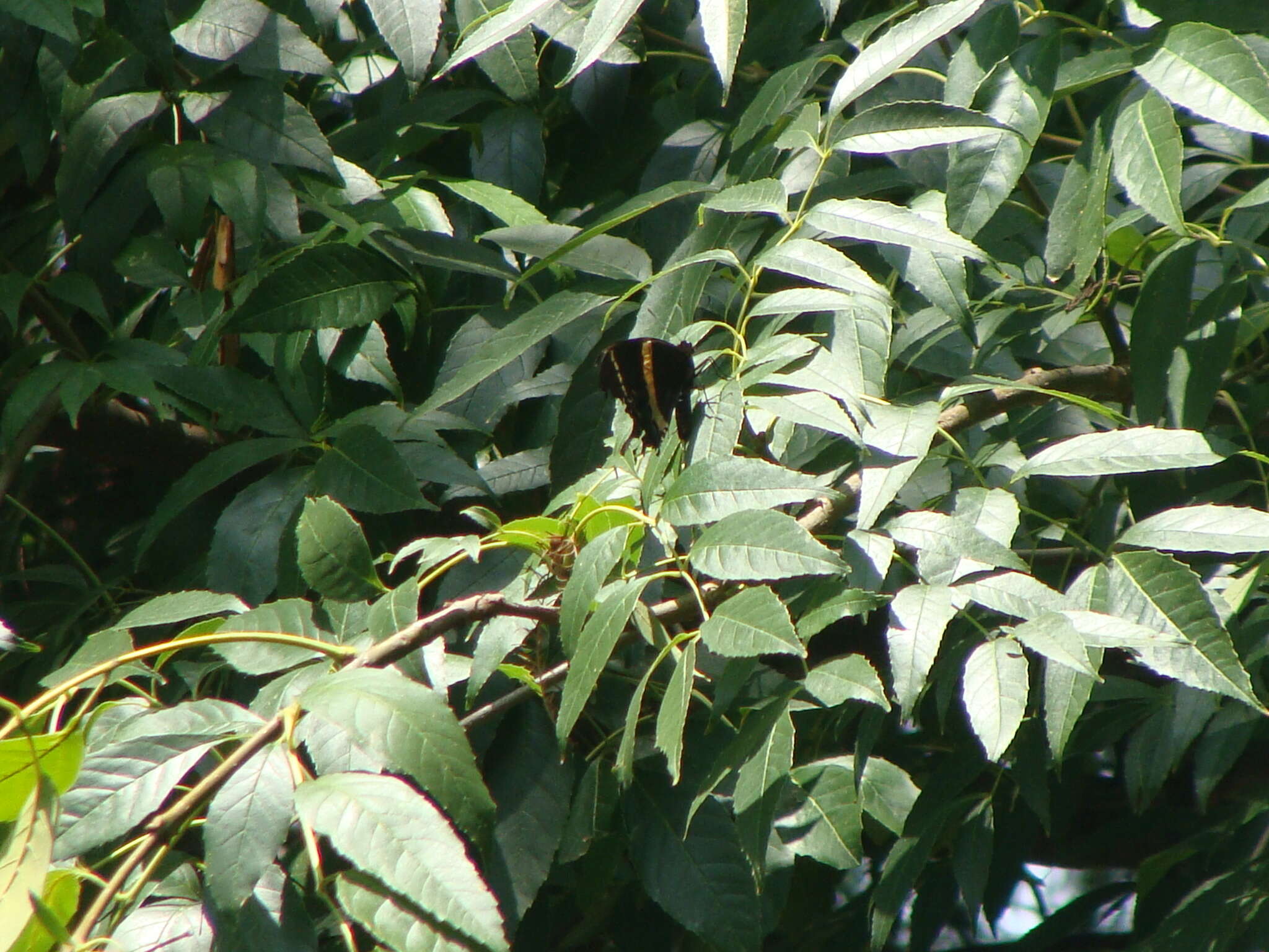 Image of <i>Papilio <i>garamas</i></i> garamas