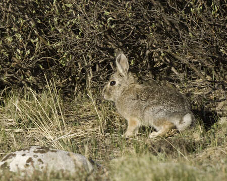 Image of Mountain Cottontail