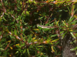 صورة Conocephalus (Anisoptera) bilineatus (Erichson 1842)