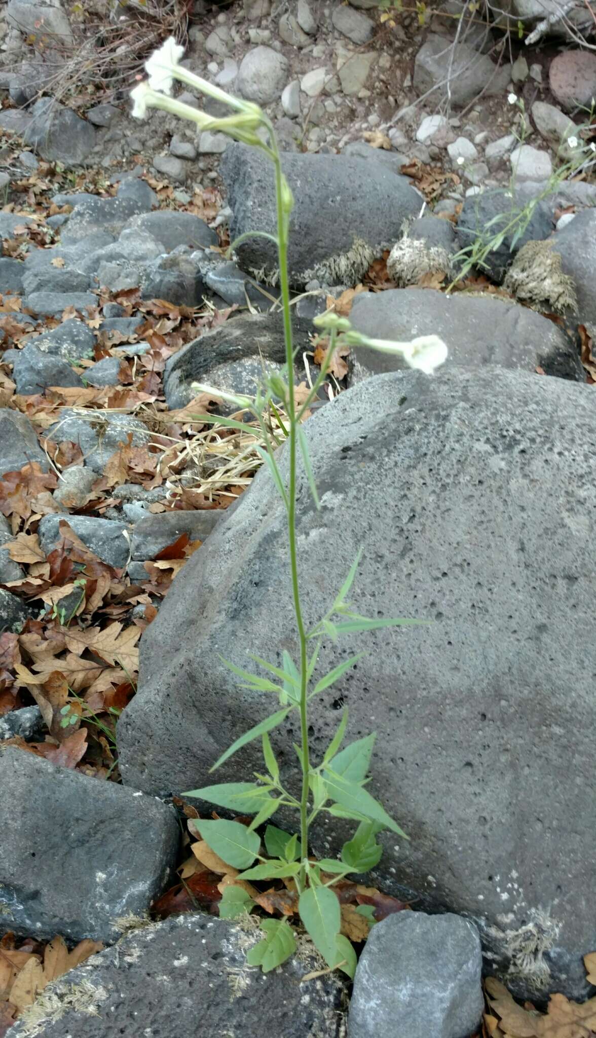 Image of manyflower tobacco