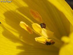 Imagem de Lasioglossum pseudosphecodimorphum (Blüthgen 1923)