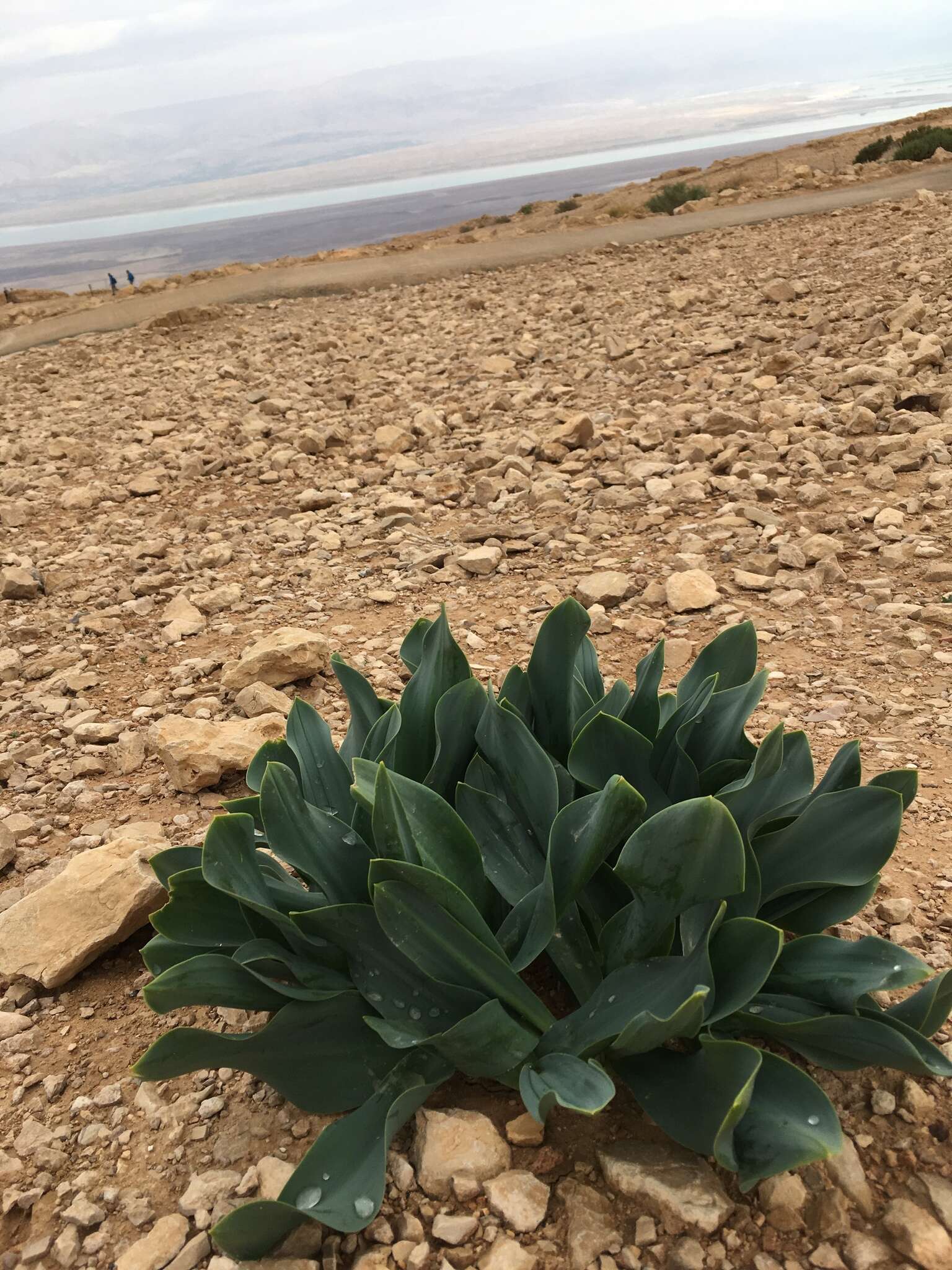 Plancia ëd Drimia aphylla (Forssk.) J. C. Manning & Goldblatt